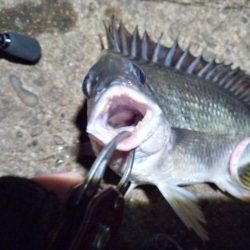 2022/07/02 南港ライトゲーム釣行