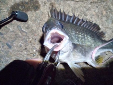 2022/07/02 南港ライトゲーム釣行