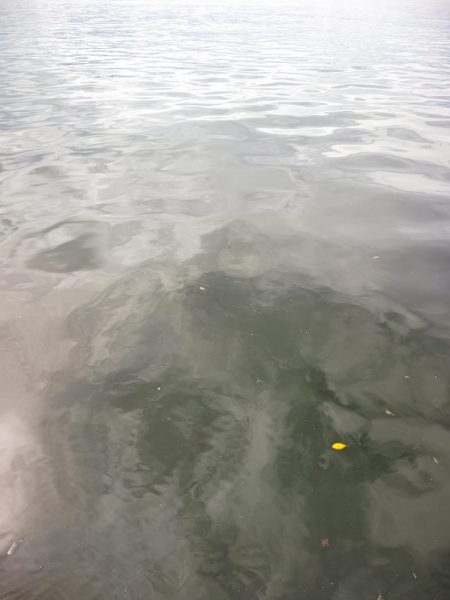 タチウオ不発も嬉しい外道たち