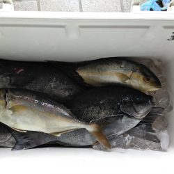 フカセ‥最高ですネ・・