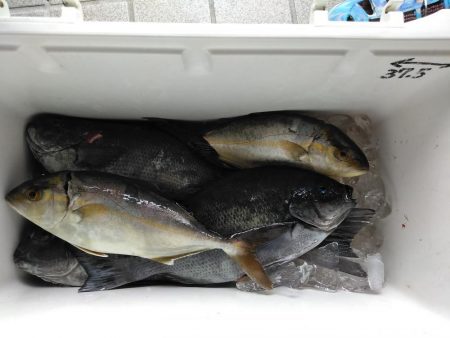 フカセ‥最高ですネ・・