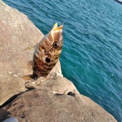 フカセ‥最高ですネ・・