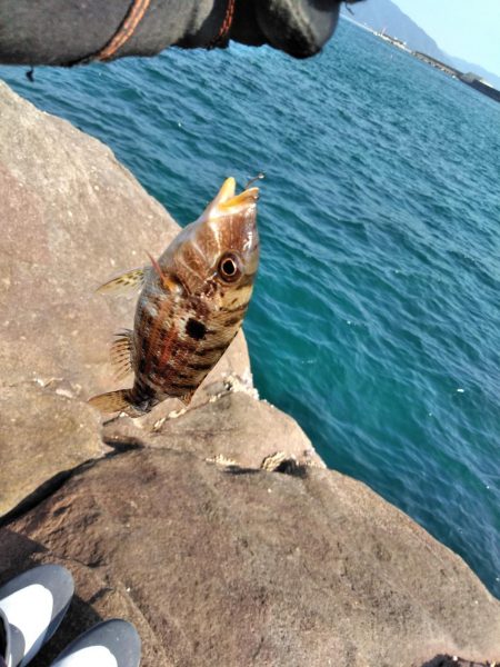 フカセ‥最高ですネ・・