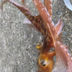 タコジグ リベンジ