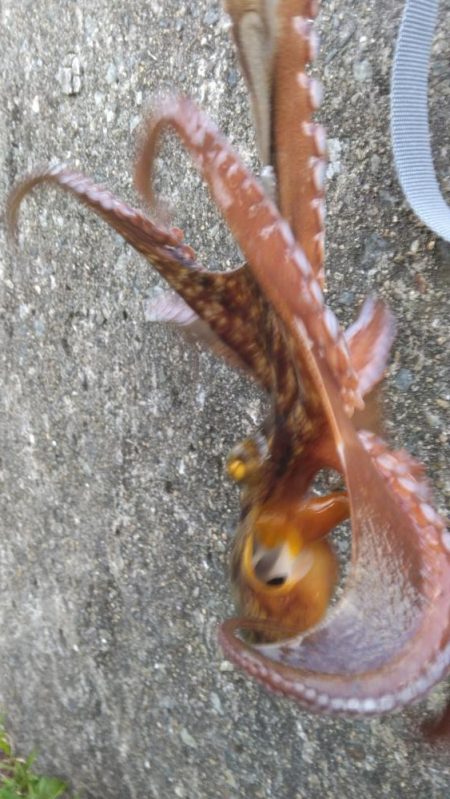 タコジグ　リベンジ