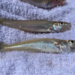 ちょい投げでキス、穴釣りでギンポとカサゴを釣る!!