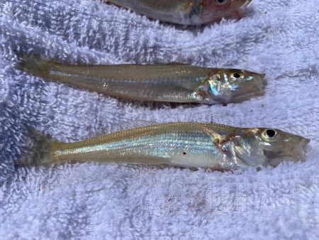 ちょい投げでキス、穴釣りでギンポとカサゴを釣る!!