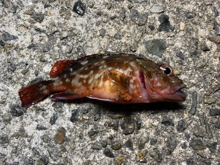 垂水漁港での胴付き釣りでキジハタが！！