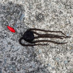 翼港で五目釣り！！