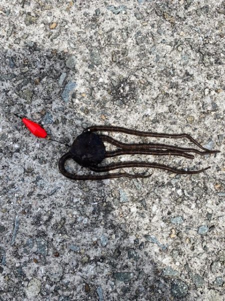 翼港で五目釣り！！