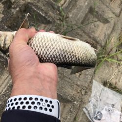 宇曽川濁流で釣果落ちてます