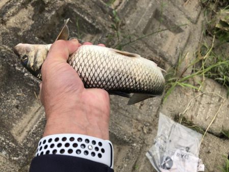 宇曽川濁流で釣果落ちてます