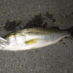 満潮時の浅場での攻め