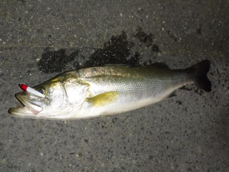 満潮時の浅場での攻め