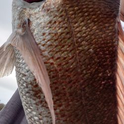 初ショアレッド