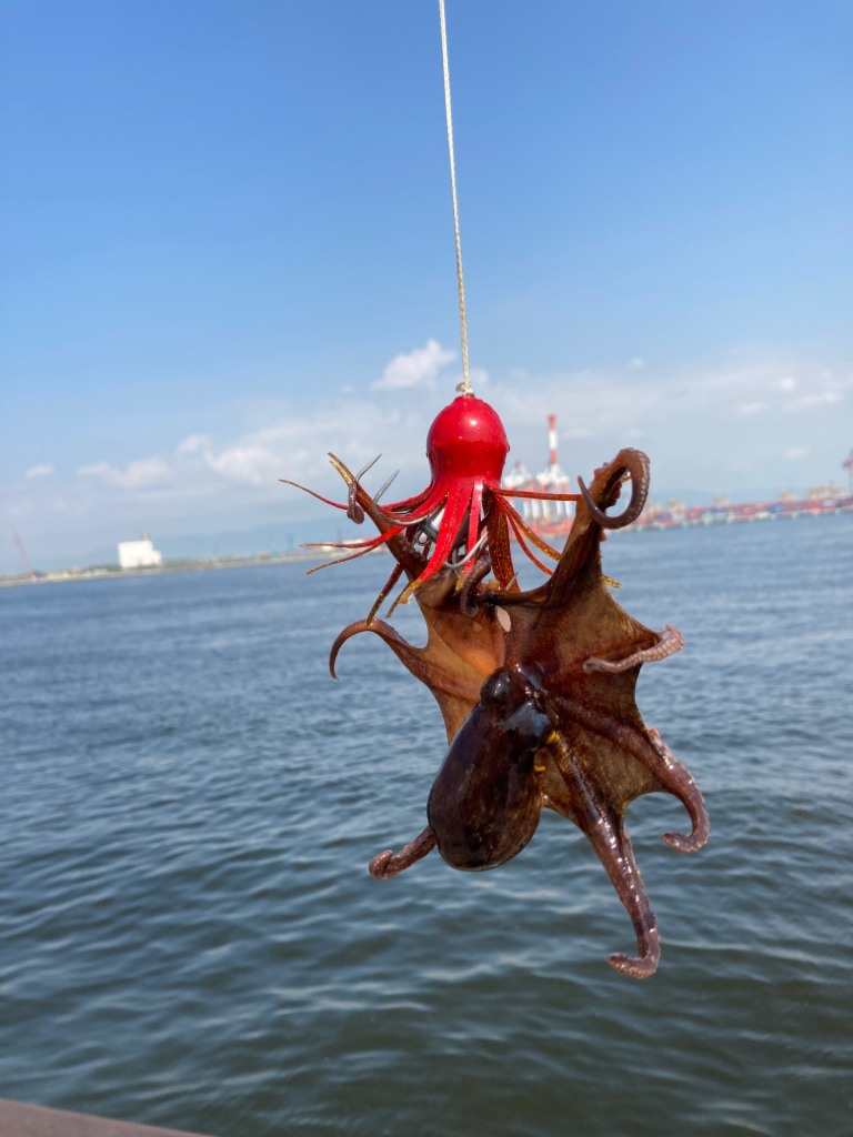 久々に湾奥蛸散歩。新子6杯。。