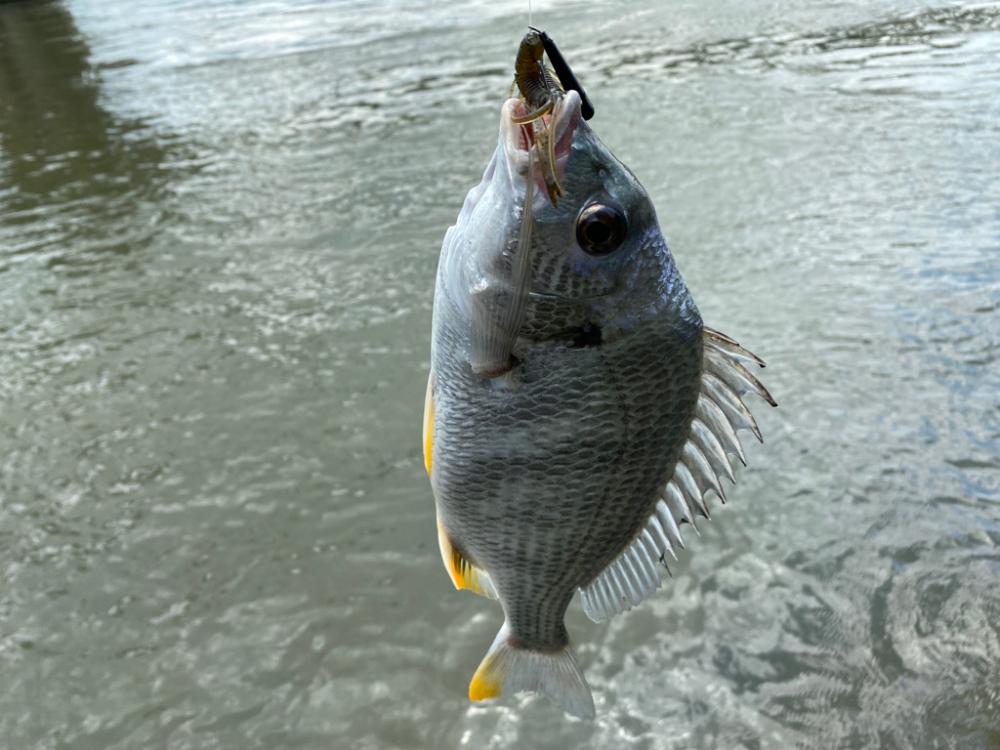 チニング チニング チニング