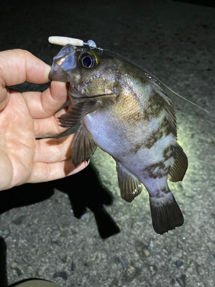 真夏のメバリング