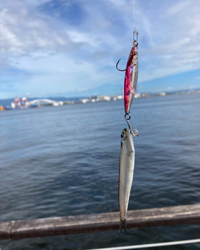 湾奥コスモ。鯖祭り。。。
