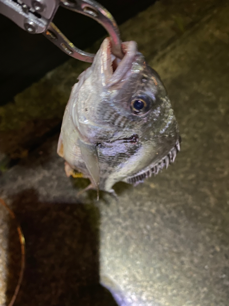 ヘチってきました