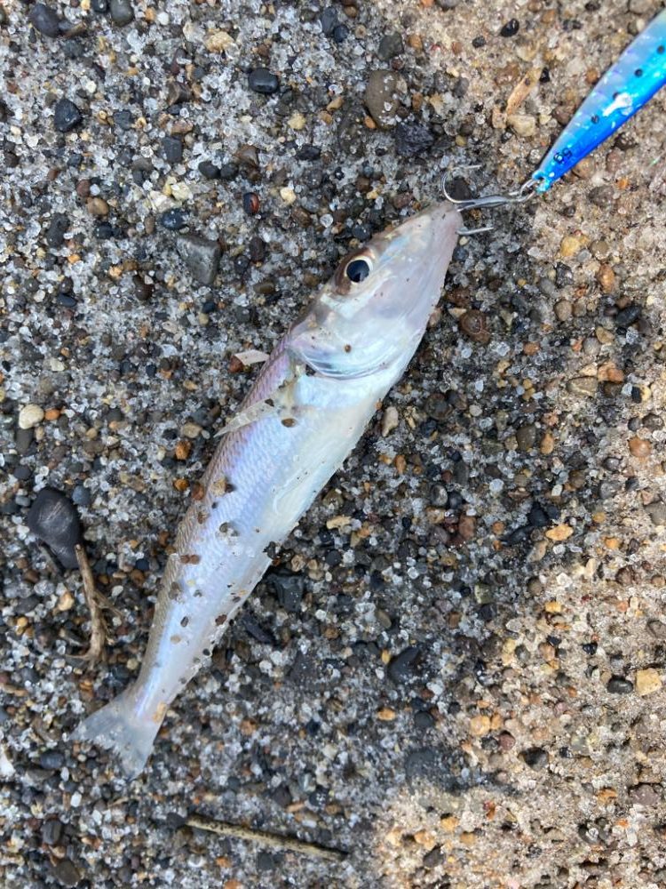 チニングからのキスっニング