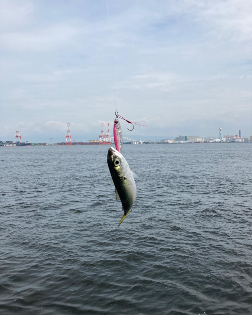 湾奥コスモ青物調査。ツバス30cm。。