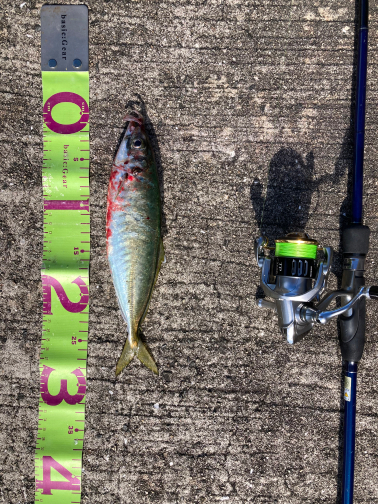 やっぱりアジは若潮がいい