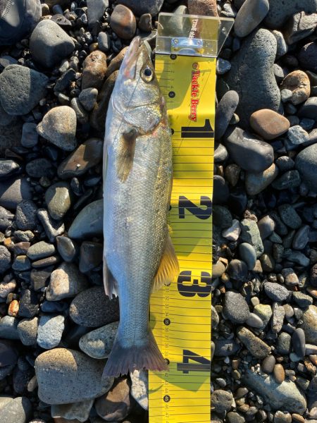 魚も夏バテか？