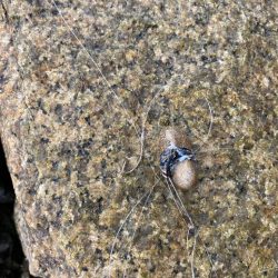 淀川チニング 夕方1時間勝負