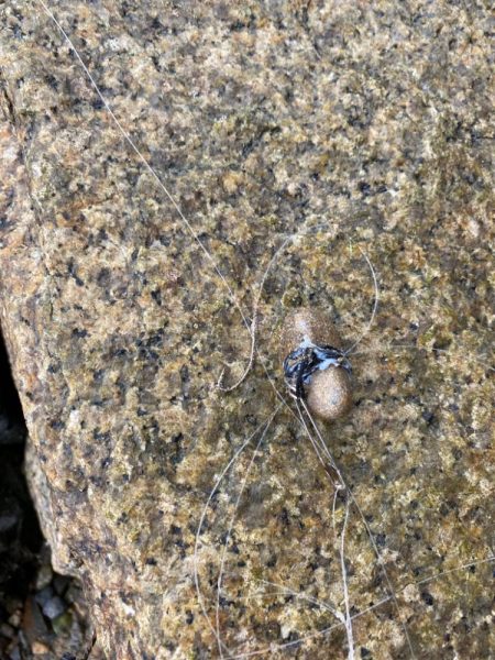 淀川チニング 夕方1時間勝負