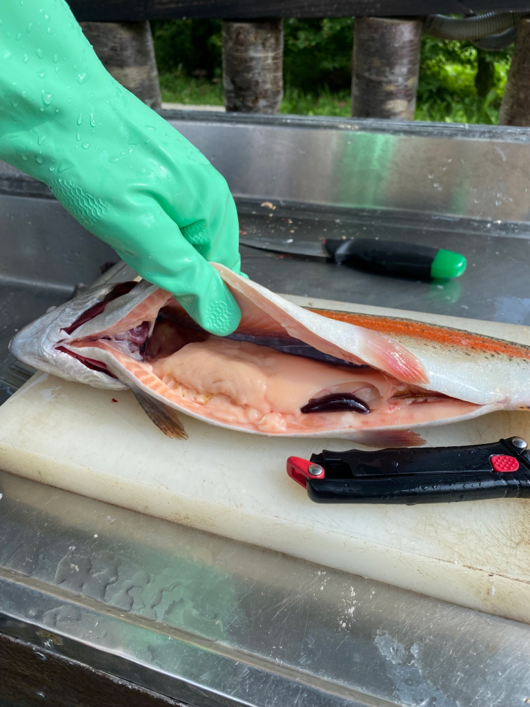 エリアトラウト