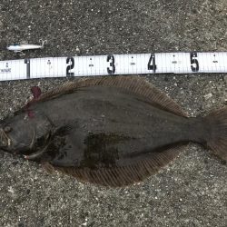 とうとうヒラメが❗þ…