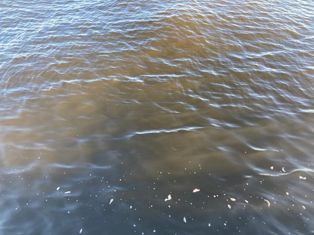 湾奥コスモ蛸事情。何とか6杯。。