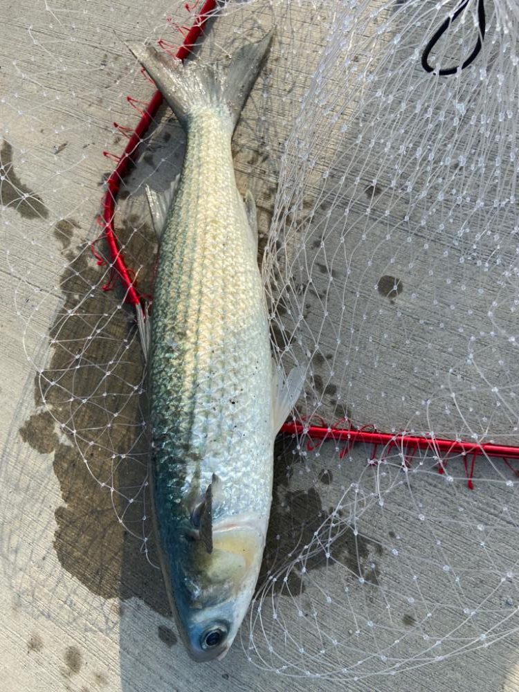 親子ライトショアジギング