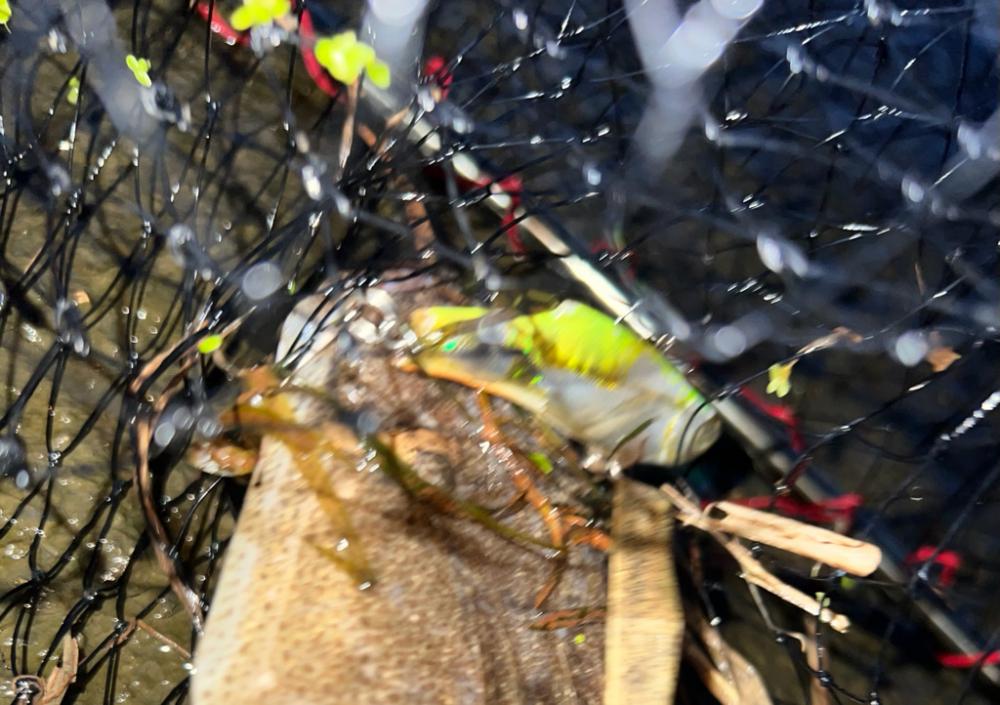 まさかのマゴチ！！