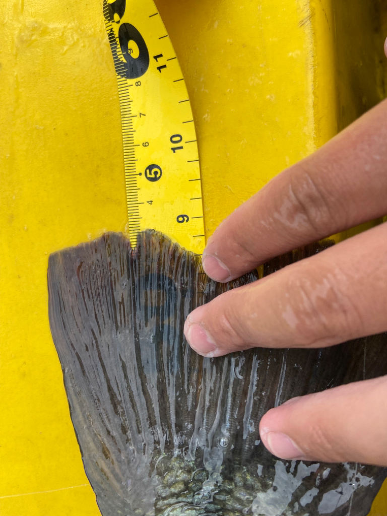 正木ダムへミニボート釣行