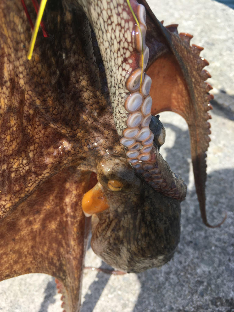 【タコフィネス】キロアップ2杯