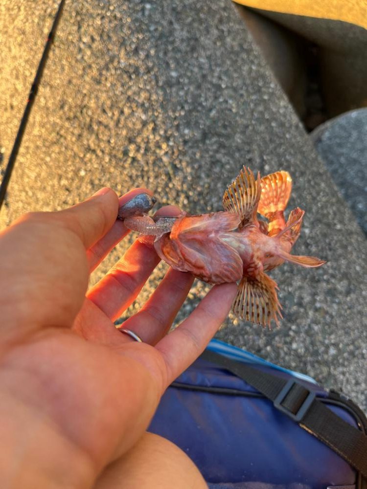 アコウ、ガシラ