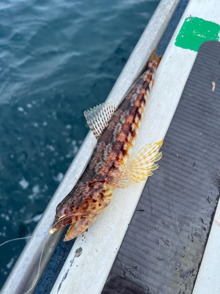 舘山沖、イサキ五目