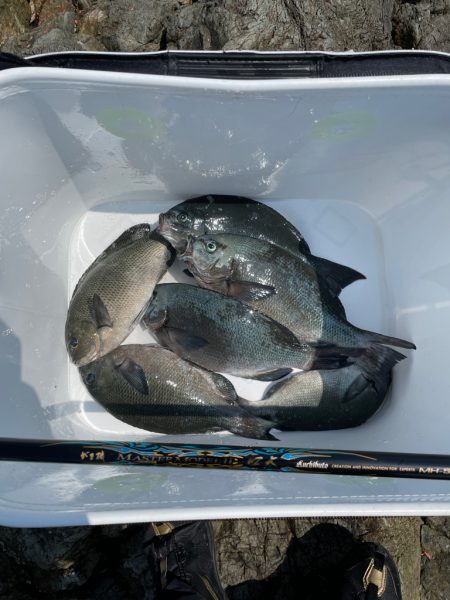 横島3番で梅雨グロ❗️