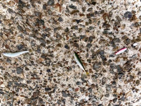 無限サバゲー開幕にゃ！