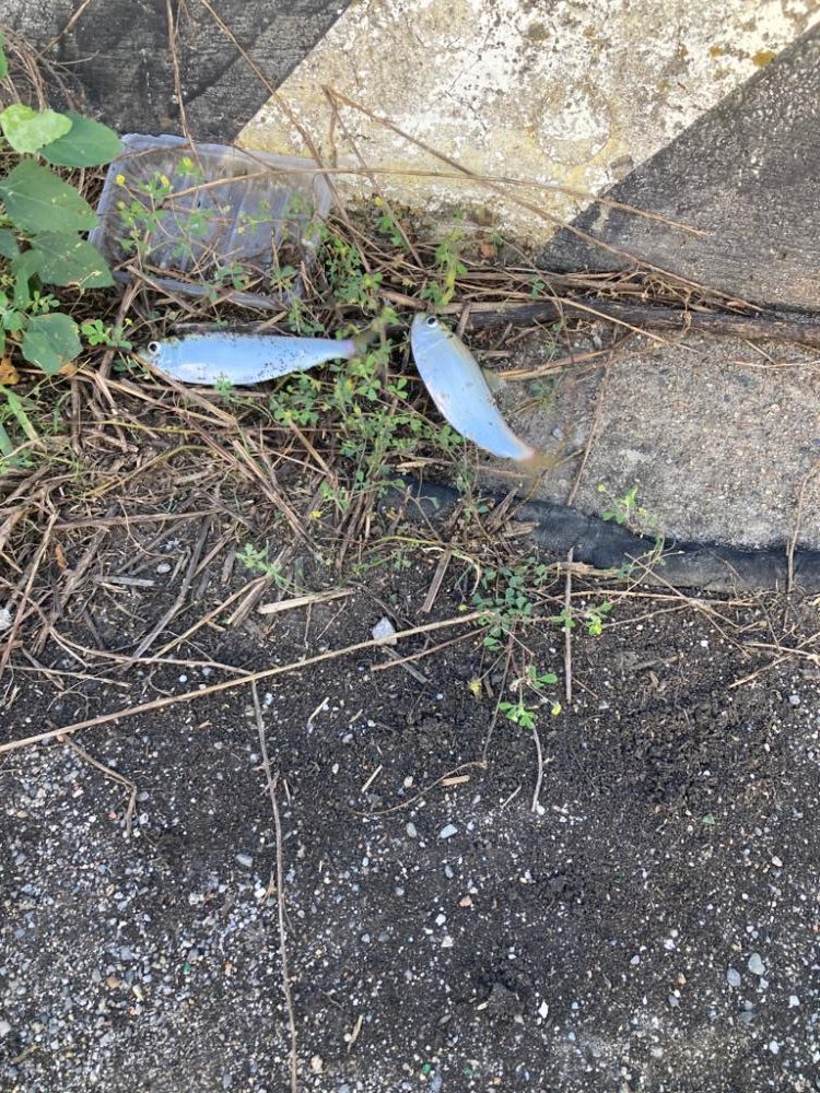 高浜でママカリ