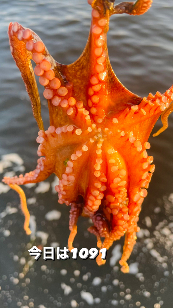 南港タコ釣り