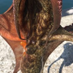 【タコフィネス】キロアップ＆タコエギロストゼロで連続74杯