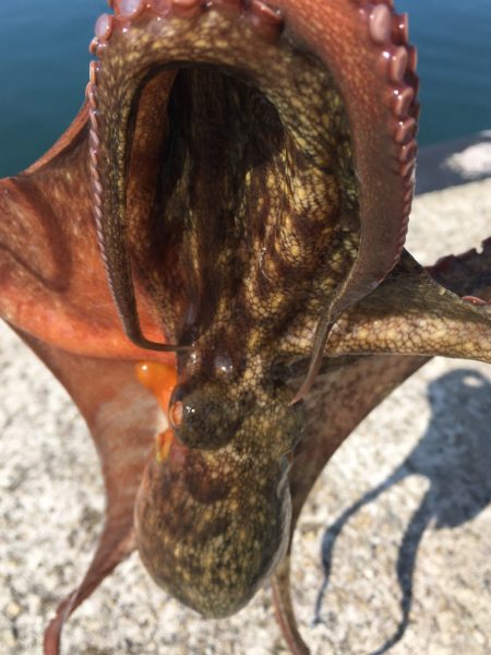 【タコフィネス】キロアップ＆タコエギロストゼロで連続74杯