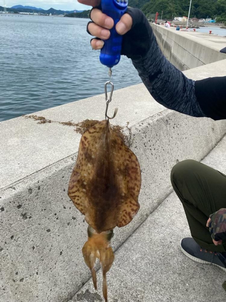 梅雨イカWヒット!!おもつらーい!!