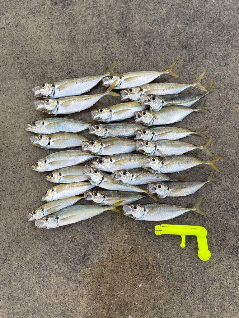 アジは定時にやってくる