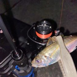 強風下のアジング