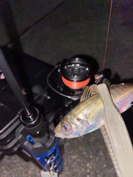 強風下のアジング