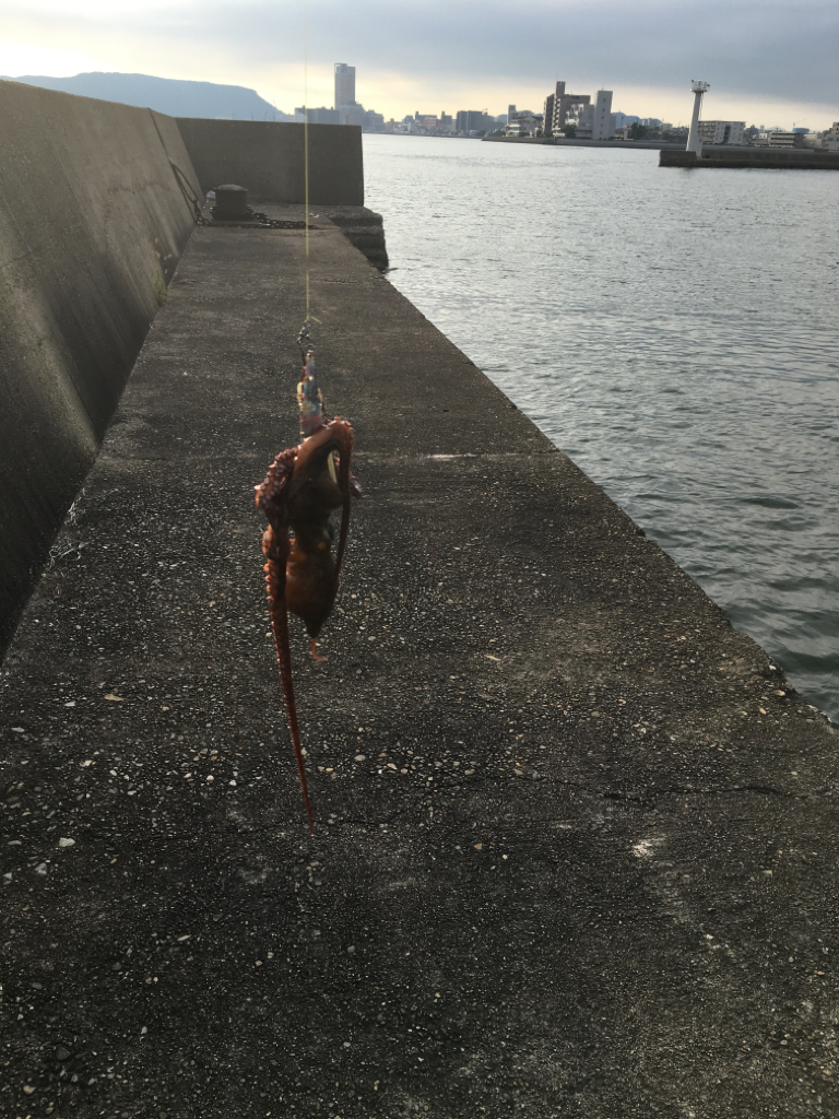 ありがたい!狙いと違う!大物が。